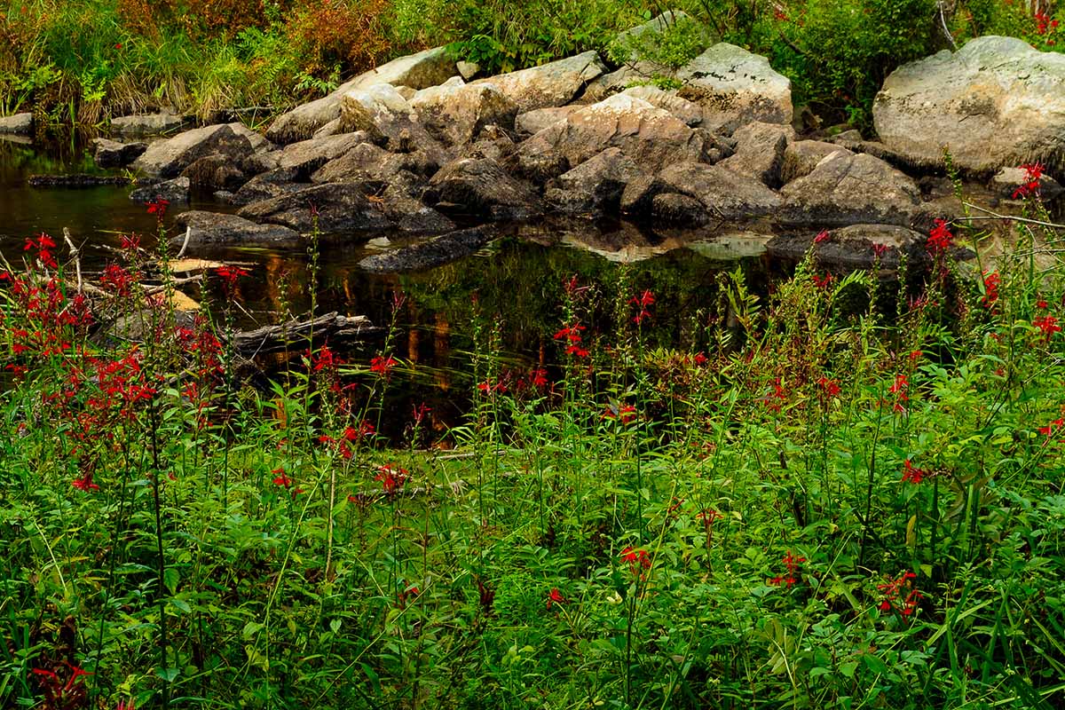 Una imagen horizontal de Lobelia cardinalis (flor cardinal) que crece salvaje al borde de un estanque con rocas en el fondo.