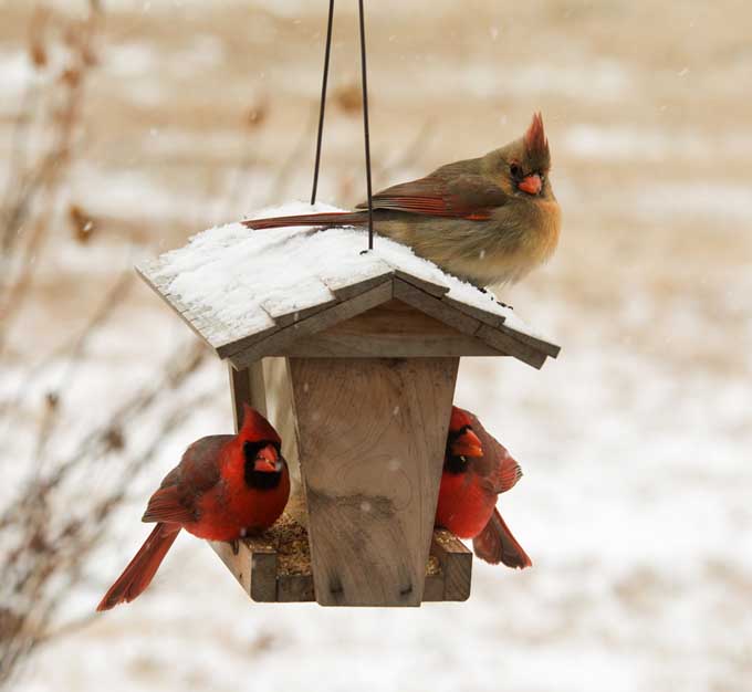 Cardenales alimentándose durante el invierno de un lindo comedero para pájaros de madera que cuelga de un árbol cubierto de una ligera capa de escarcha.