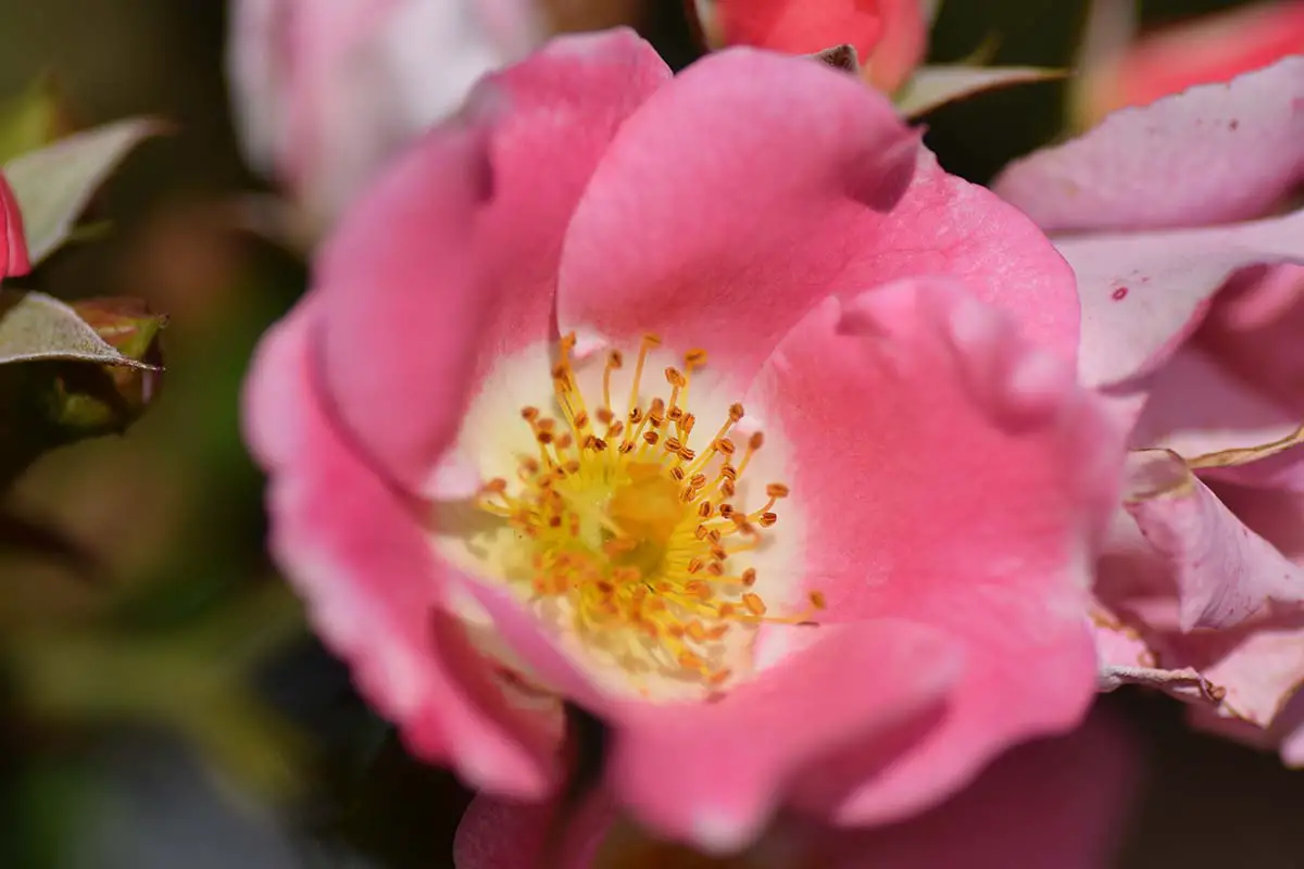 Una imagen horizontal de las rosas 'Carefree Delight' que crecen en el jardín representadas en un fondo de enfoque suave.