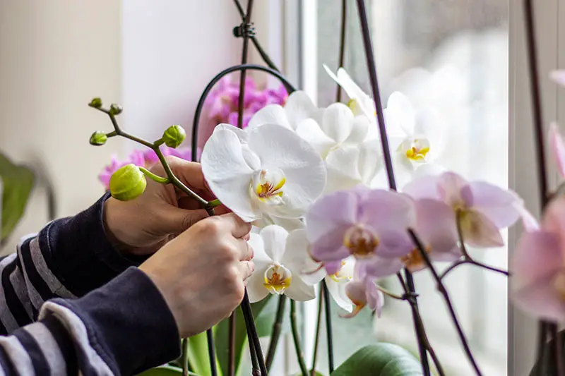 Una imagen horizontal de cerca de dos manos desde la izquierda del marco instalando una estaca para sostener flores de orquídeas blancas.