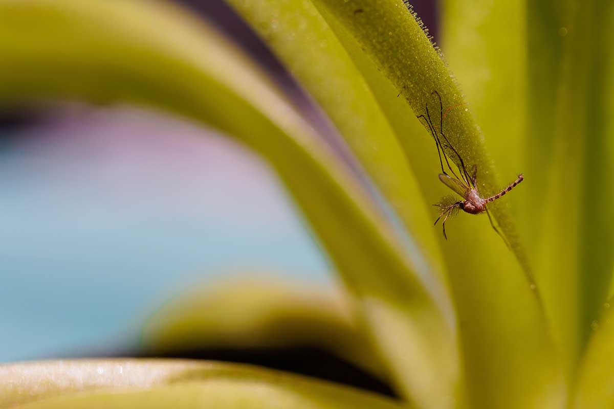 Una imagen horizontal de cerca de una hoja de una planta de butterwort con un insecto muerto.