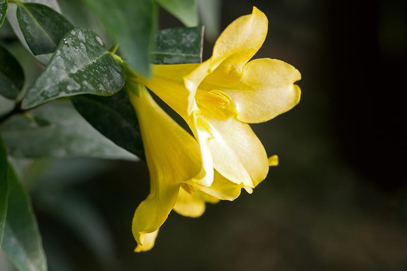 Un primer plano de las flores de jazmín de Carolina de color amarillo brillante, que muestran la forma de trompeta, rodeadas de follaje verde oscuro sobre un fondo de enfoque suave.