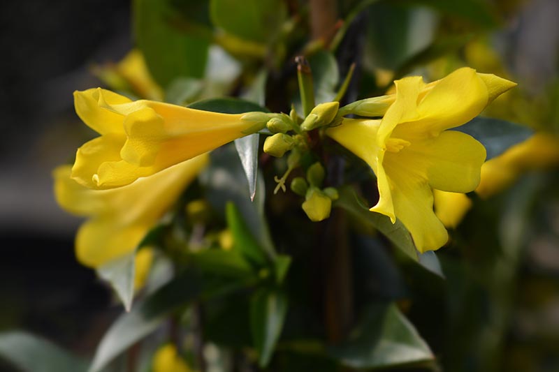 Un primer plano de las flores de la enredadera de jessamine de Carolina que recién comienzan a abrirse en la primavera, con pequeños capullos sin abrir y follaje alrededor.  El fondo es oscuro en enfoque suave.