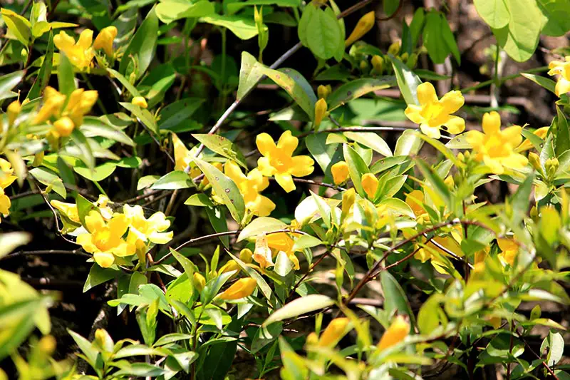 Un primer plano de una vid de Gelsemium sempervirens que crece en el jardín con flores amarillas brillantes que contrastan con el follaje verde oscuro, fotografiado bajo la luz del sol, desvaneciéndose a un enfoque suave en el fondo.