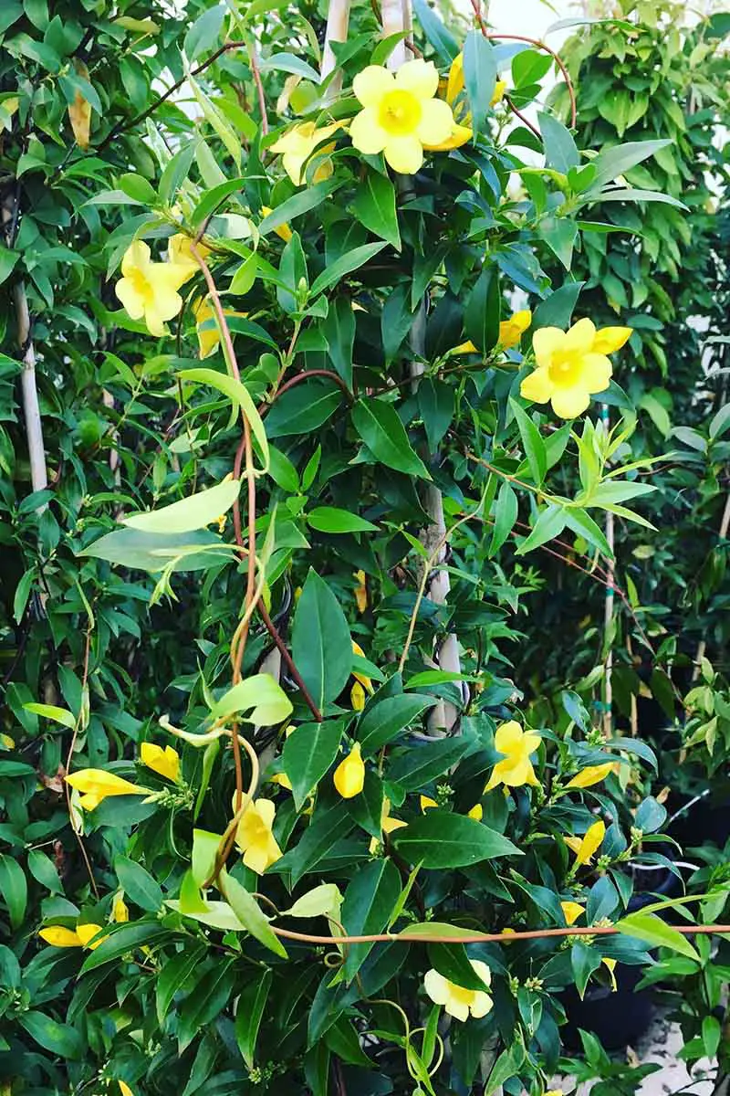 Una imagen vertical de una enredadera de Gelsemium sempervirens que crece en un enrejado en el jardín, con flores amarillas brillantes en forma de trompeta rodeadas de un exuberante follaje verde oscuro a la luz del sol.