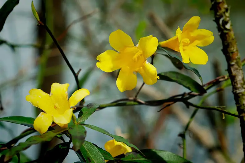 Un primer plano de las flores amarillas brillantes de Gelsemium sempervirens, rodeadas de follaje verde a la luz del sol, con un fondo de enfoque suave.