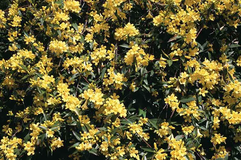 Un primer plano de una enredadera de Gelsemium sempervirens cubierta de flores amarillas brillantes y follaje verde oscuro, representada bajo el sol brillante, creciendo en el jardín.