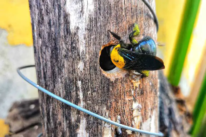 Una abeja carpintera entra en un agujero perforado en el tronco de un árbol.