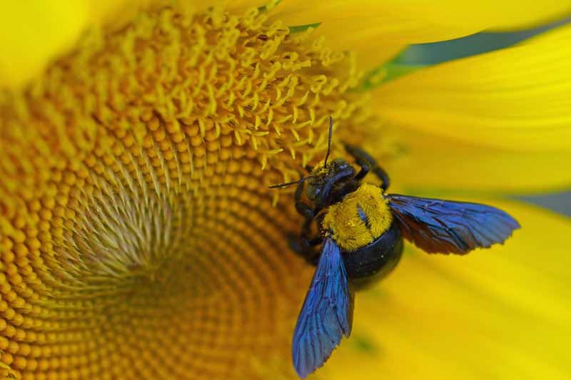 Una abeja carpintera recogiendo polen en un girasol.