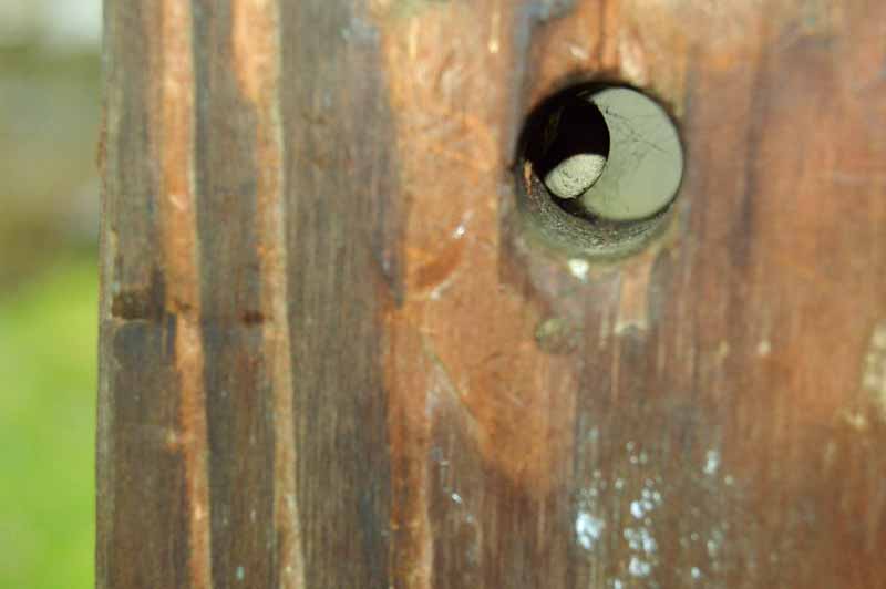 Daño a un poste de porche que consiste en un agujero perforado causado por abejas carpinteras.