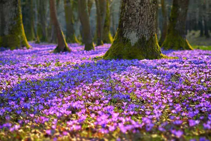 Una escena forestal con árboles y el suelo cubierto de flores de azafrán de color púrpura brillante a la luz del sol filtrada.