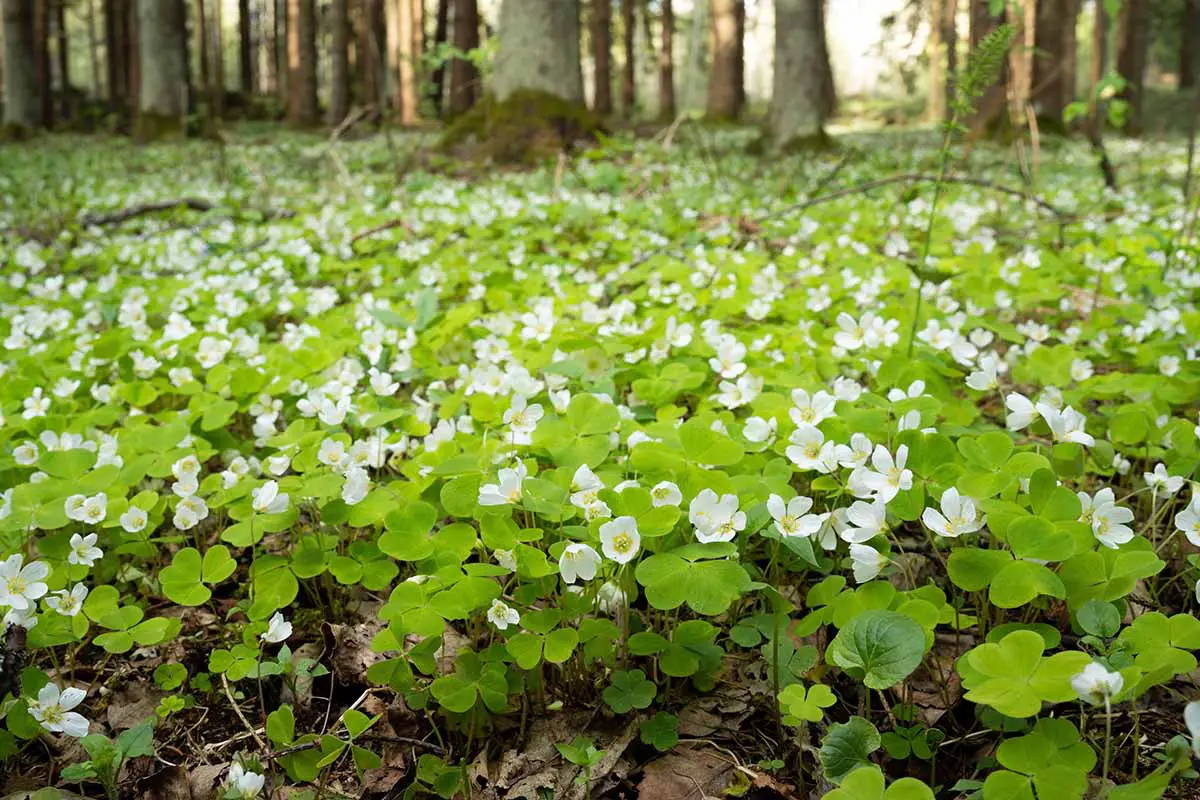 Una imagen horizontal de cerca de una alfombra de acedera de madera común que crece silvestre en un bosque.