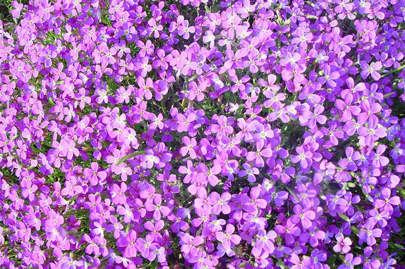 Una imagen horizontal de primer plano de flores de Malcolmia maritima (Virginia stock) de color púrpura brillante que crecen como una alfombra en el jardín.