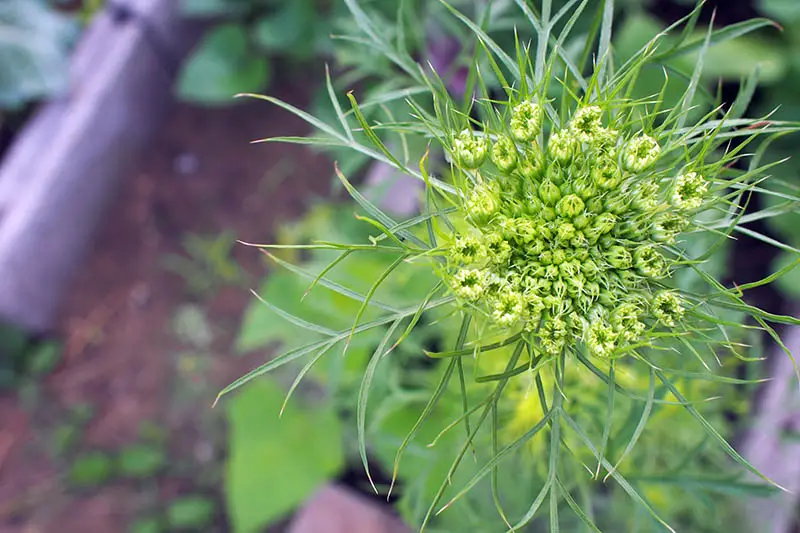 Un primer plano de arriba hacia abajo de una planta de zanahoria que se ha atornillado y está comenzando a formar una flor en un fondo de enfoque suave.