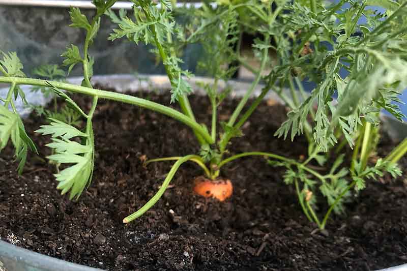 Un primer plano de una zanahoria que crece en el interior de un recipiente con la parte superior de la raíz apenas visible por encima de la línea del suelo y el follaje verde en foco suave en el fondo.