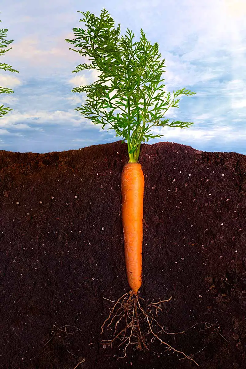 Una imagen vertical que muestra una sección transversal del suelo con una zanahoria creciendo en él.  La raíz de color naranja intenso es recta y tiene raíces pequeñas que crecen desde la parte inferior y la parte superior verde frondosa por encima de la línea del suelo, con un fondo de cielo azul.