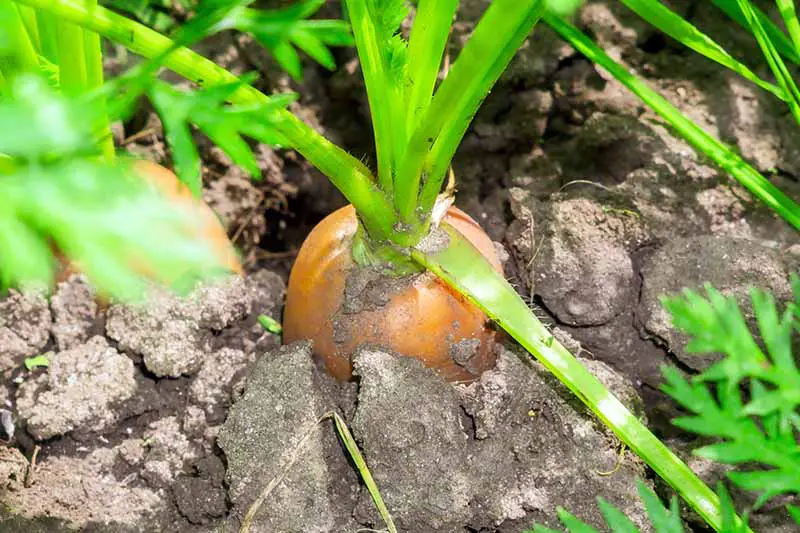 Un primer plano de una zanahoria lista para cosechar con la parte superior de la raíz asomándose a través del suelo debajo del follaje.  En la imagen, bajo un sol brillante que se desvanece en un enfoque suave en el fondo.