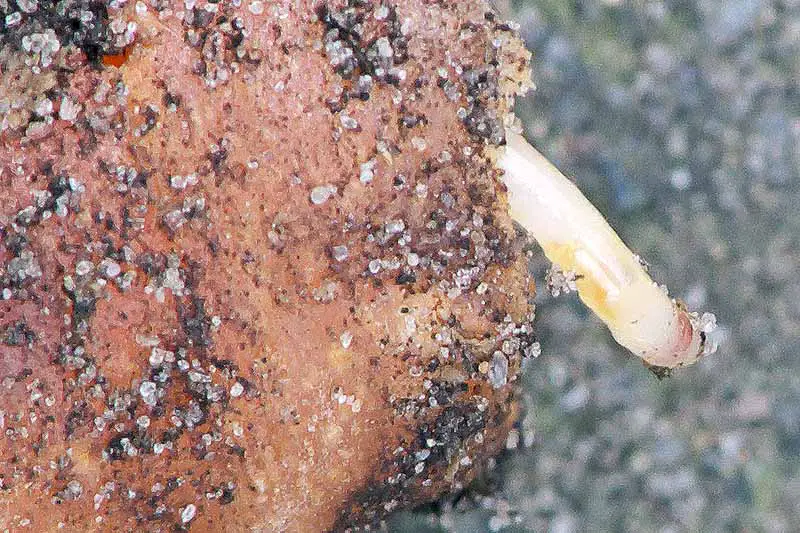 Una imagen horizontal de primer plano de zanahorias dañadas por larvas de mosca oxidada sobre una superficie de madera.
