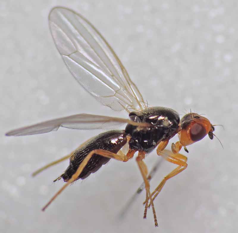 Imagen macro del perfil lateral de una mosca de la roya de la zanahoria.