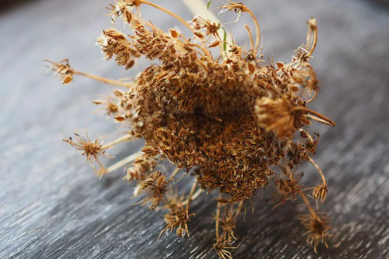 Un primer plano de una cabeza de semilla que contiene cientos de semillas sobre una superficie de madera oscura, lista para cosechar y guardar las semillas.