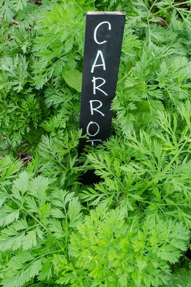 Una imagen vertical de cerca del follaje verde de las zanahorias que crecen en el jardín con un cartel negro que indica lo que son.