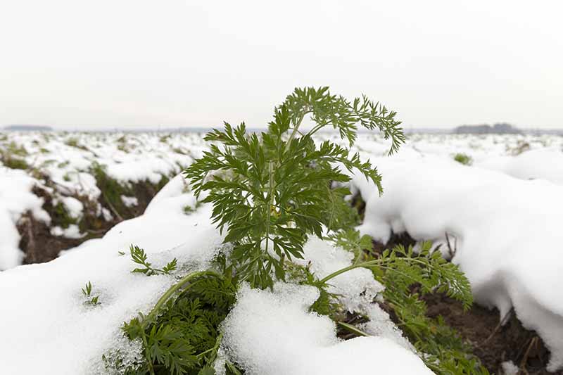 Un primer plano de una parte superior de zanahoria asomando a través de una cubierta de nieve.  La nieve cubre el suelo a su alrededor y en el fondo, con un poco de tierra visible entre las hileras.