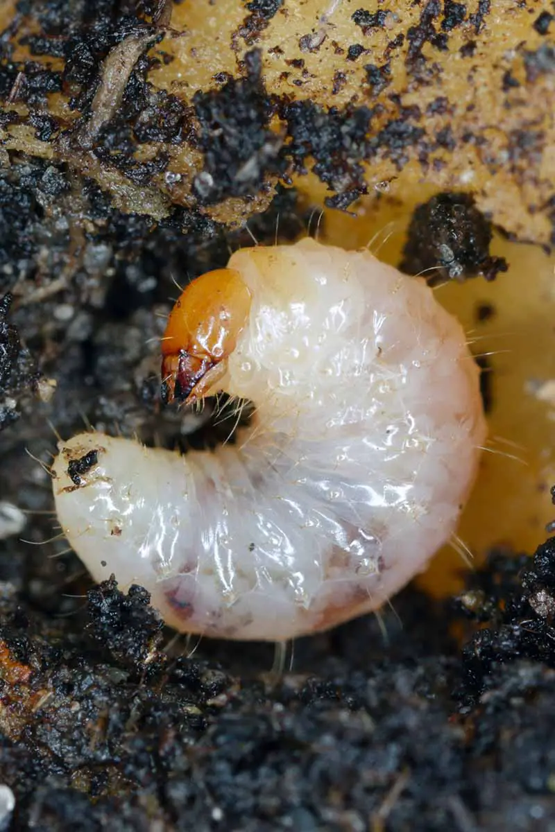 Una imagen vertical de cerca de una larva del gorgojo de la zanahoria que infesta un cultivo.