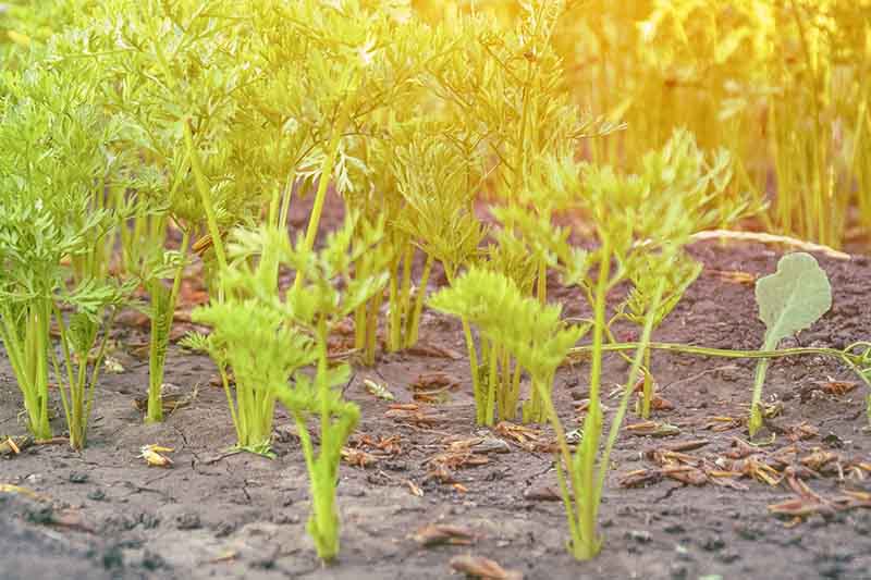 Un primer plano del follaje verde de las plántulas de zanahoria jóvenes que crecen en el jardín bajo la luz del sol, desvaneciéndose hasta un enfoque suave en el fondo.