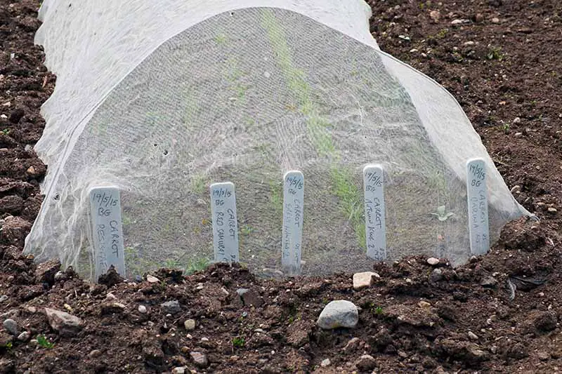 Una imagen horizontal de primer plano de hileras de zanahorias que crecen bajo cubiertas de hileras flotantes para protegerlas contra las plagas.