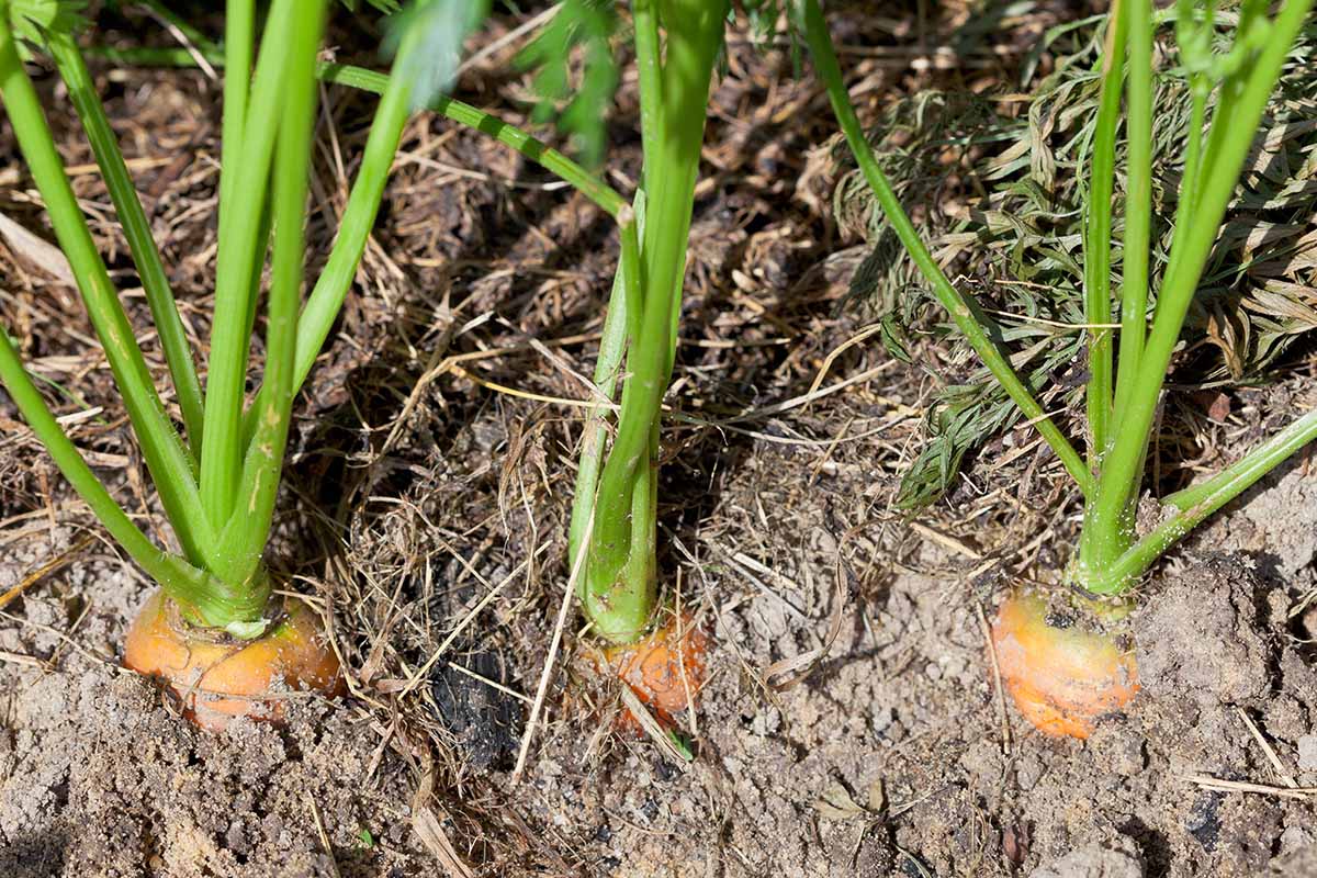 Una imagen horizontal de cerca de zanahorias que crecen en el jardín fotografiadas bajo el sol brillante.