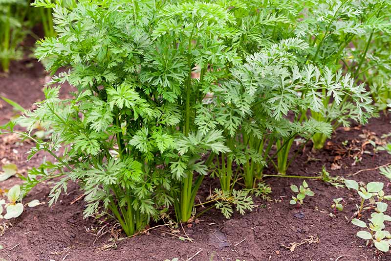 Un primer plano de las copas de las zanahorias verdes que crecen en el jardín, alrededor de un rico suelo terroso y entre ellas.