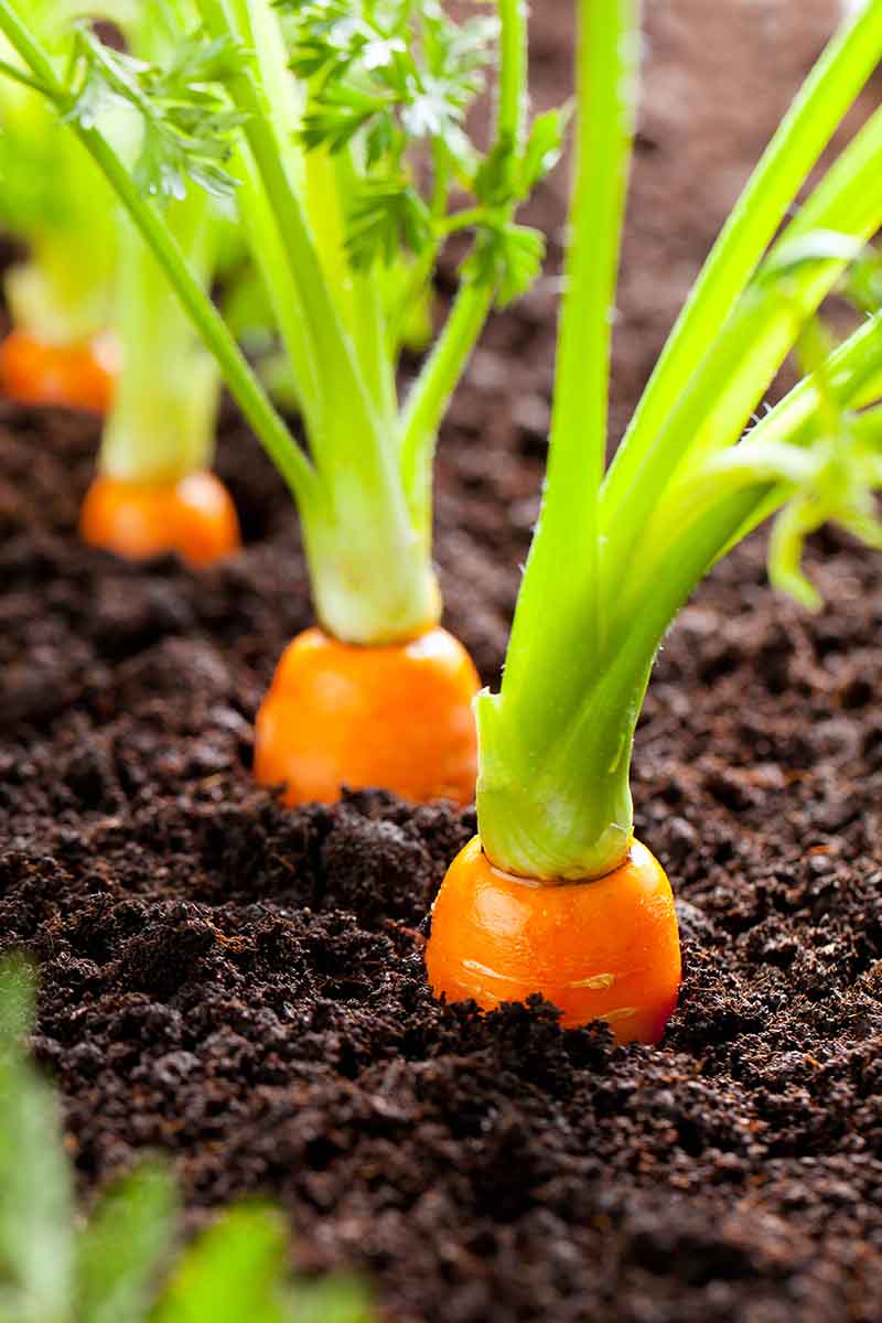 Una imagen vertical de zanahorias que crecen en un suelo rico y oscuro con la parte superior de las raíces anaranjadas apenas visibles y el follaje verde, desvaneciéndose en un enfoque suave en el fondo.