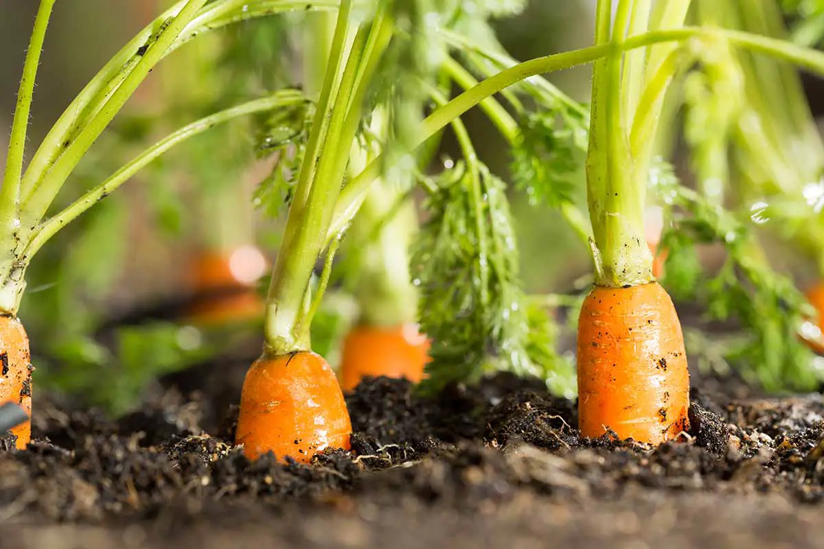 Una imagen horizontal de cerca de zanahorias que crecen en el jardín.