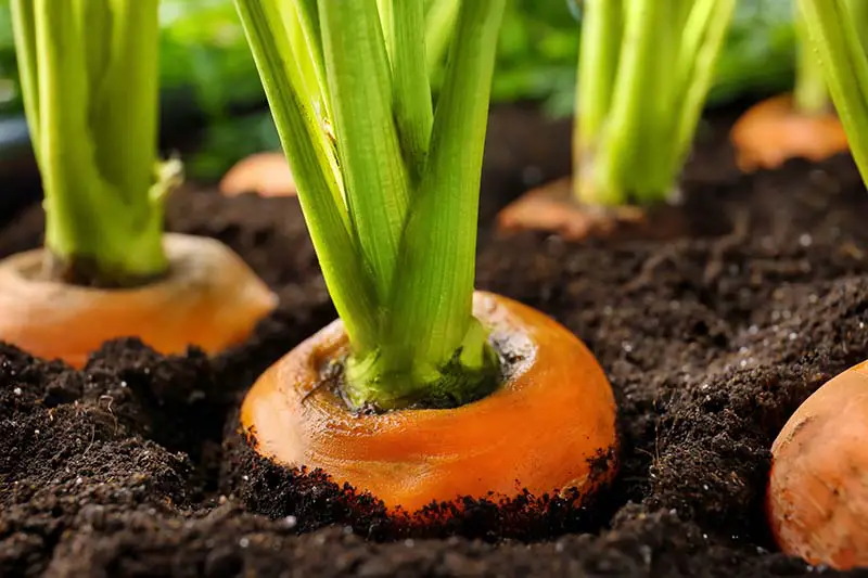 Una imagen horizontal de primer plano de zanahorias que crecen en el jardín con la parte superior de las raíces apenas visible, lo que indica que están listas para cosechar.