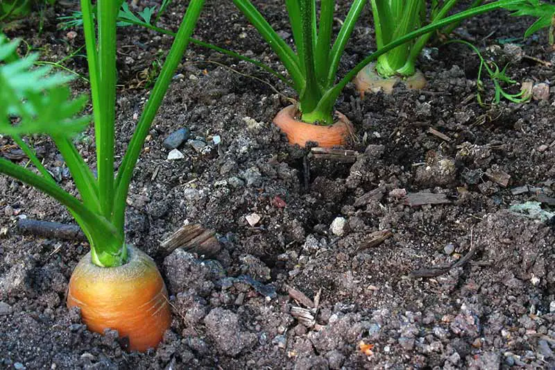 Un primer plano de una fila de Daucus carota lista para la cosecha con las puntas empujando a través del suelo oscuro con follaje arriba.