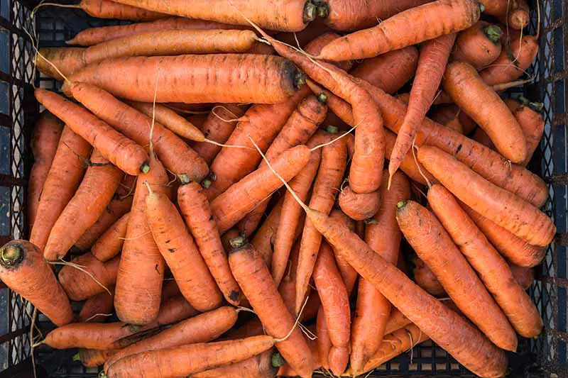 Una imagen de primer plano de una cesta de plástico marrón llena de zanahorias naranjas brillantes cosechadas con su follaje verde eliminado.
