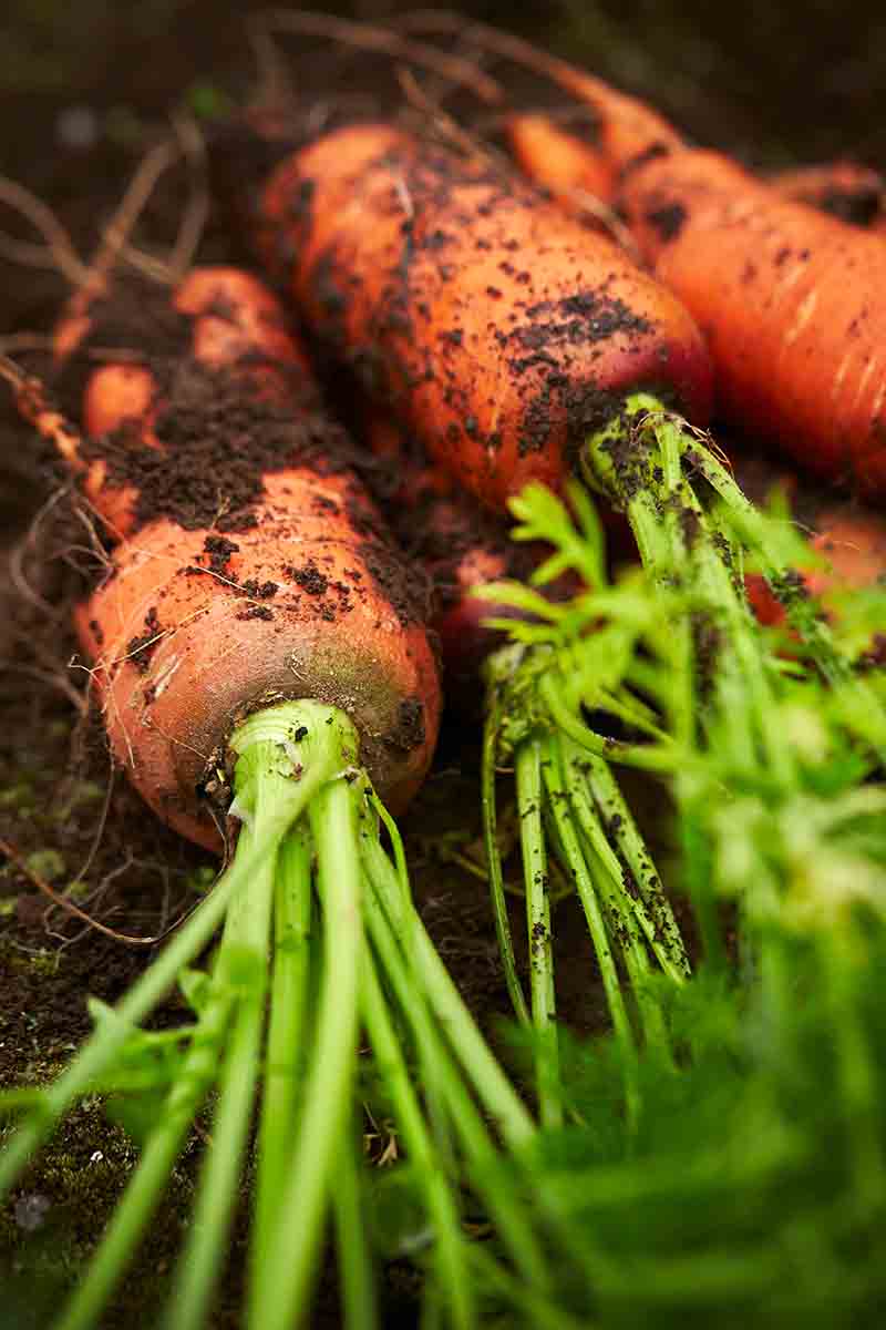 Una imagen vertical de primer plano de zanahorias recién recogidas que yacen en el suelo del jardín con las puntas todavía adheridas y el suelo todavía en las raíces.