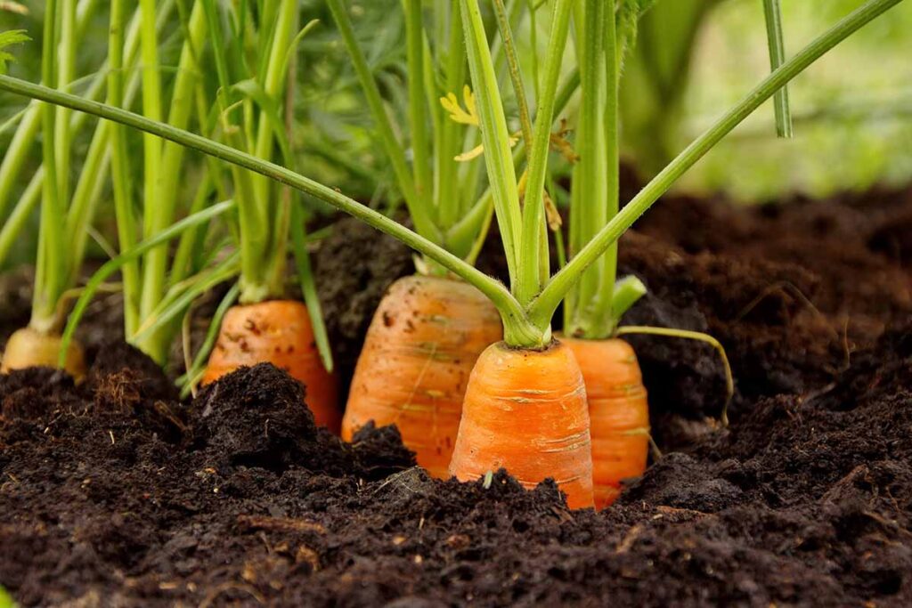 Una imagen horizontal de primer plano de zanahorias que crecen en el jardín en un suelo rico y oscuro.