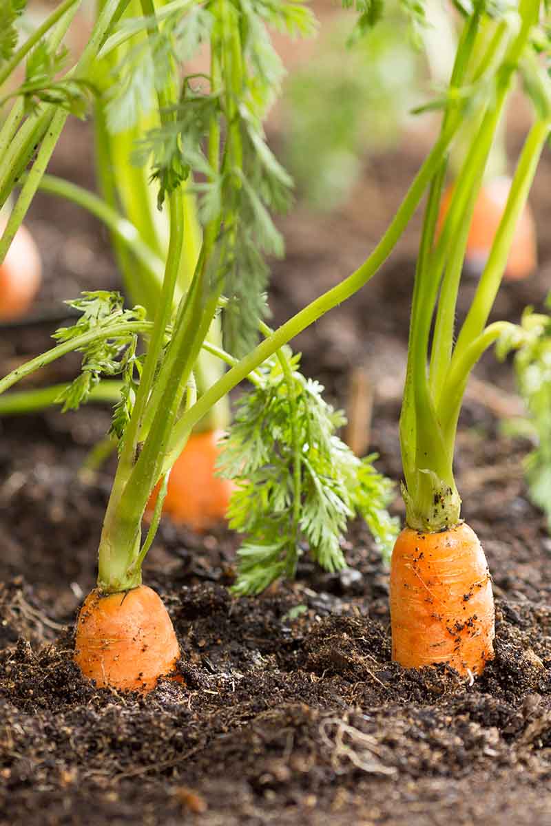 Una imagen vertical de primer plano de zanahorias listas para cosechar.  Las raíces naranjas están empujando hacia arriba a través del suelo con follaje verde en un enfoque suave en el fondo.