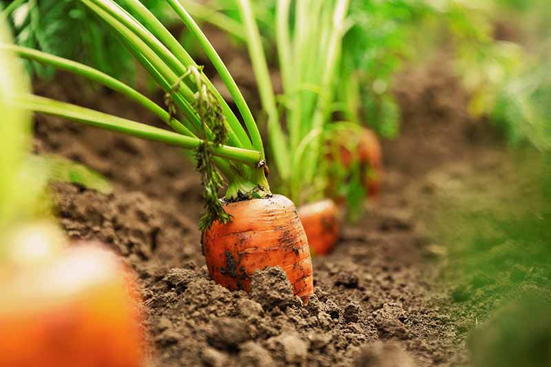 Un primer plano de una fila de zanahorias listas para la cosecha con la parte superior de las raíces asomándose por encima de la parte superior del suelo, desvaneciéndose en el fondo.