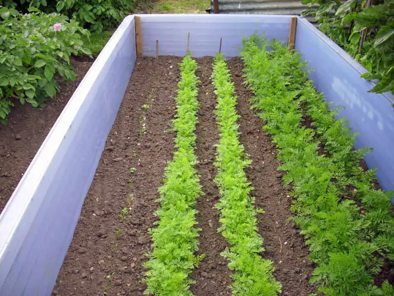 Plantación sucesiva de zanahorias en un pequeño huerto que muestra las diferentes etapas de crecimiento.