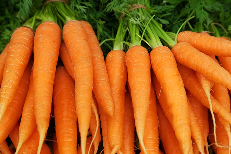 Una imagen horizontal de primer plano de zanahorias de color naranja brillante con follaje todavía adherido.