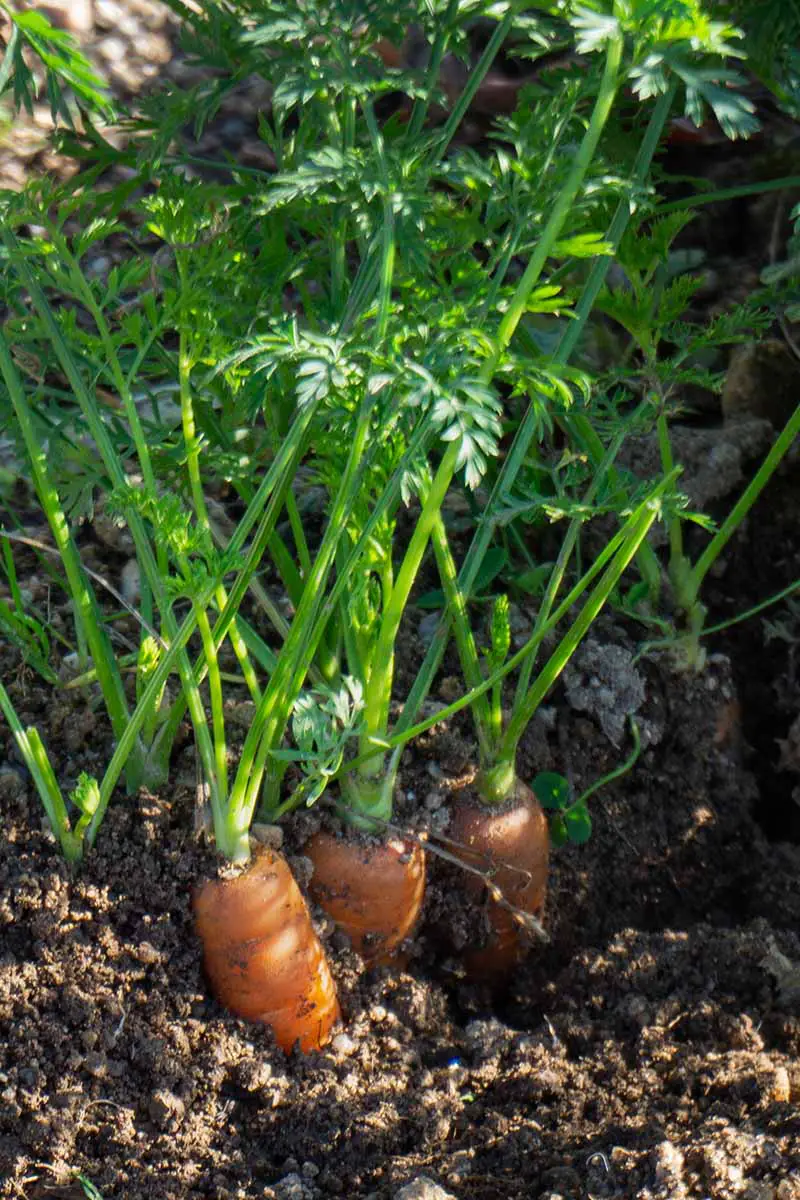 Una imagen vertical de zanahorias creciendo en un contenedor con las raíces anaranjadas visibles sobre el suelo y las puntas frondosas de color verde brillante adheridas, bajo la luz del sol filtrada.