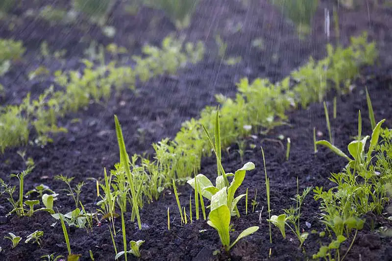 Un primer plano de hileras de plántulas de zanahoria que acaban de brotar a través del suelo terroso oscuro y rico, bajo la lluvia.  El verde del follaje contrasta con la tierra oscura y el fondo es un foco suave.