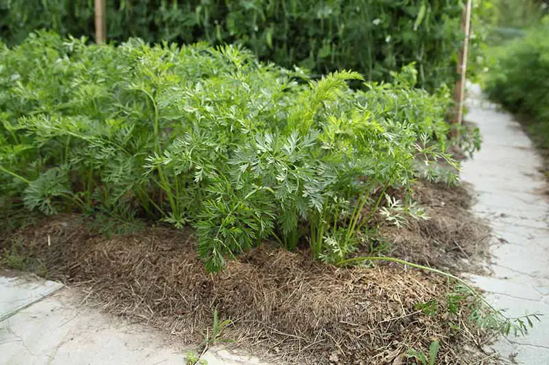 Un cultivo de zanahorias plantado en el jardín rodeado de mantillo de paja junto a un camino pavimentado con plantas de frijol en un enfoque suave en el fondo.