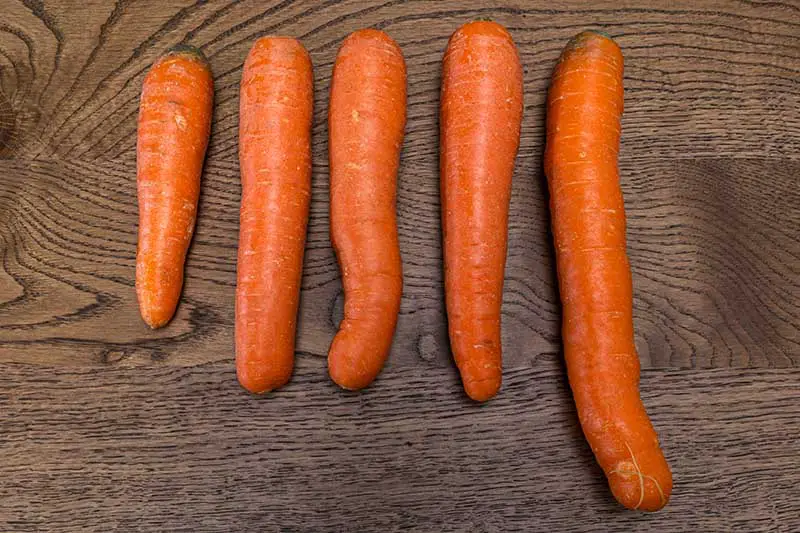 Una selección de cinco zanahorias diferentes, cada una de una longitud diferente, sobre una superficie de madera.