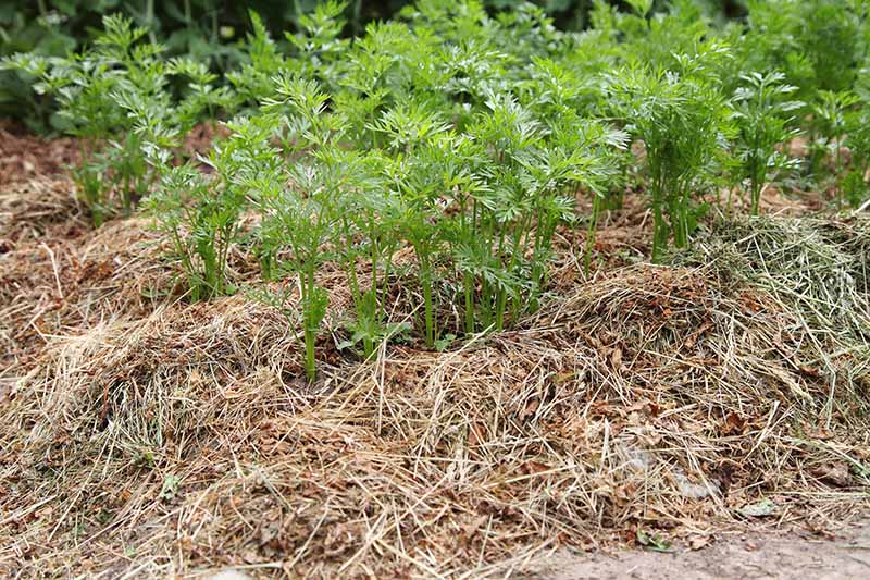 Hileras de tapas de zanahorias que crecen en el jardín, rodeadas de mantillo de paja.  El verde brillante del follaje contrasta con la paja del suelo que las rodea.