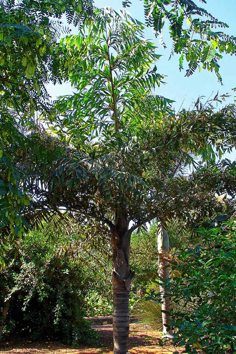 Una imagen vertical de cerca de una Caryota mitis madura (palma de cola de pescado) que crece al aire libre en una ubicación tropical.