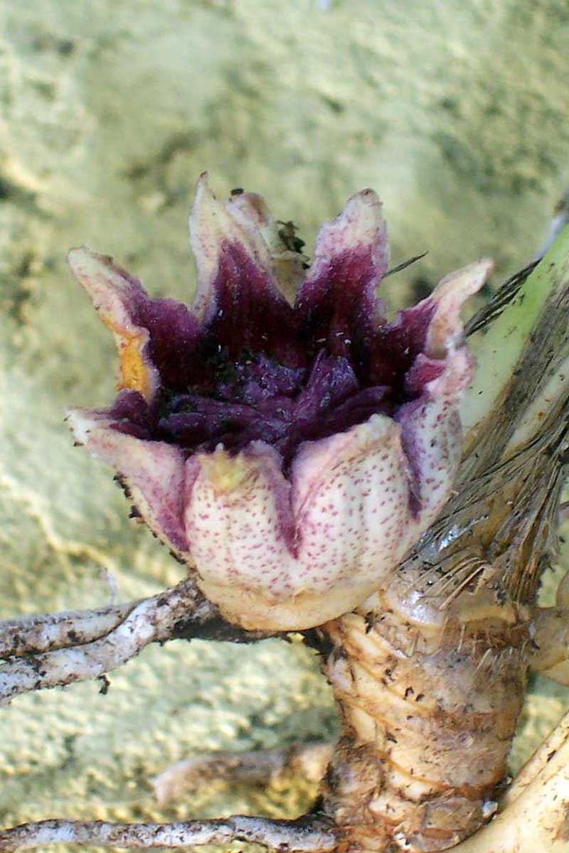 Una imagen vertical de cerca de una flor morada de un eliator de Aspidistra en un fondo de enfoque suave.