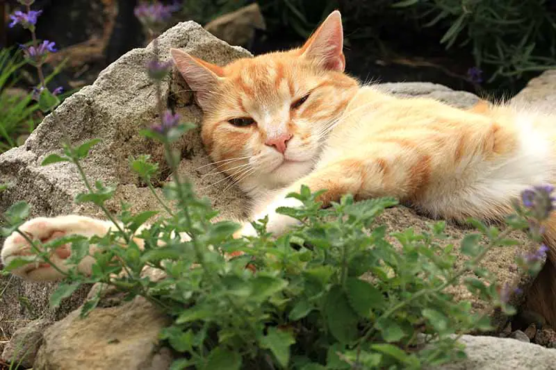 Una imagen horizontal de primer plano de un gato jengibre descansando sobre rocas junto a un jardín de hierbas.